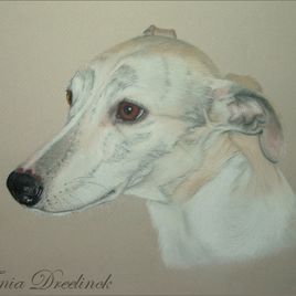 TDA whippet